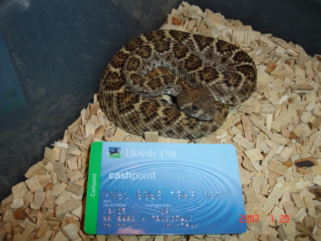 VIPERS 2 057.jpg [156 Kb]